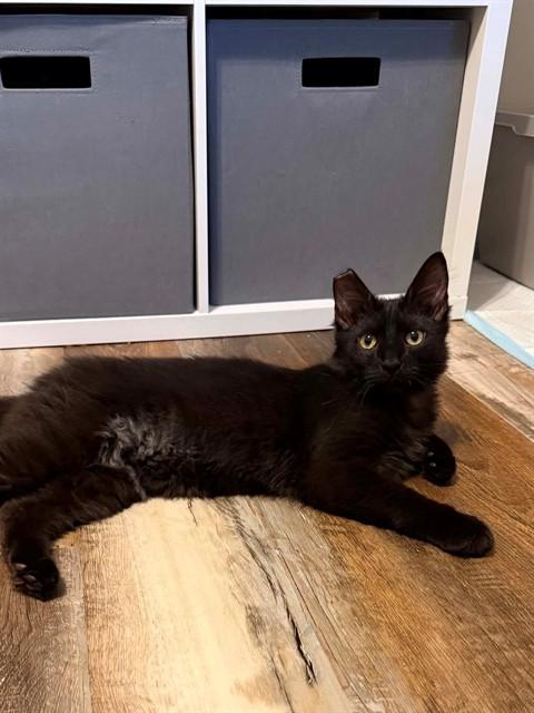 Enlarge FERB, a Adoptable Domestic Medium Hair in Saint Peters, MO image 1/1
