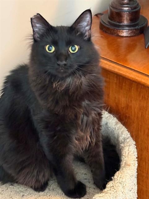 FERB, Adoptable, Young Male Domestic Medium Hair.