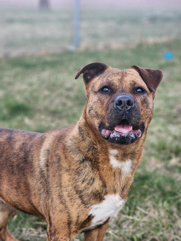 Ginger, Adoptable, Adult Female Pit Bull Terrier.