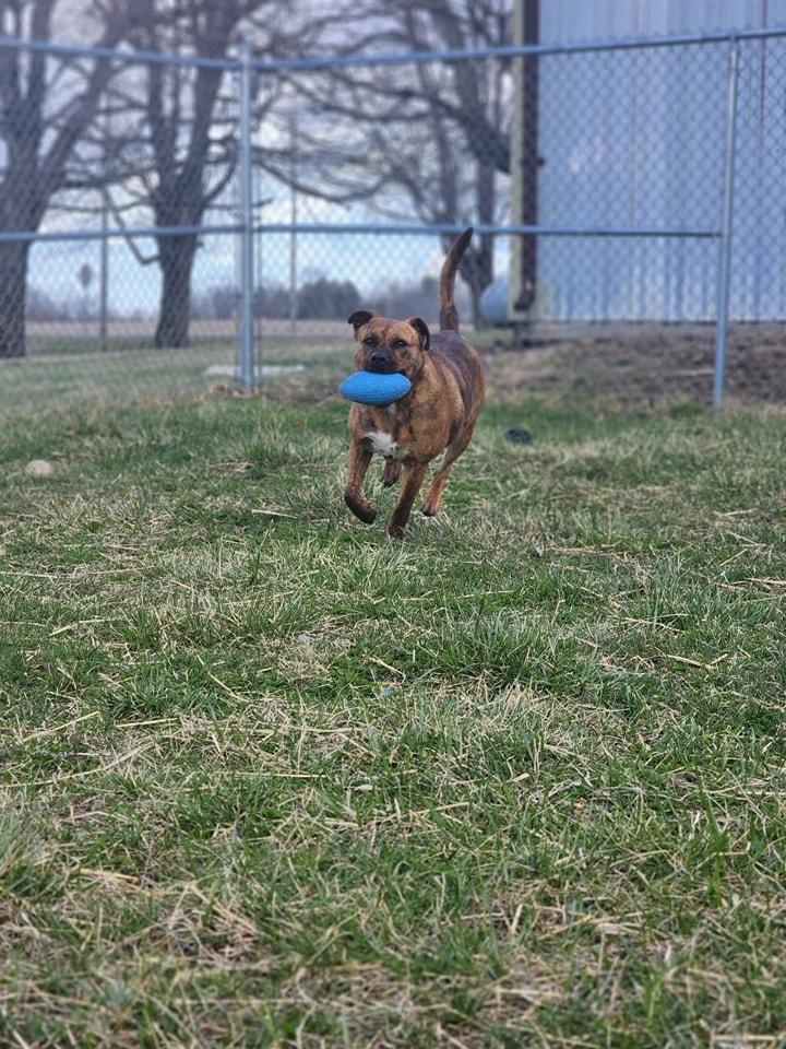 Enlarge Ginger, a Adoptable mixed breed in Attica, IN image 4/5