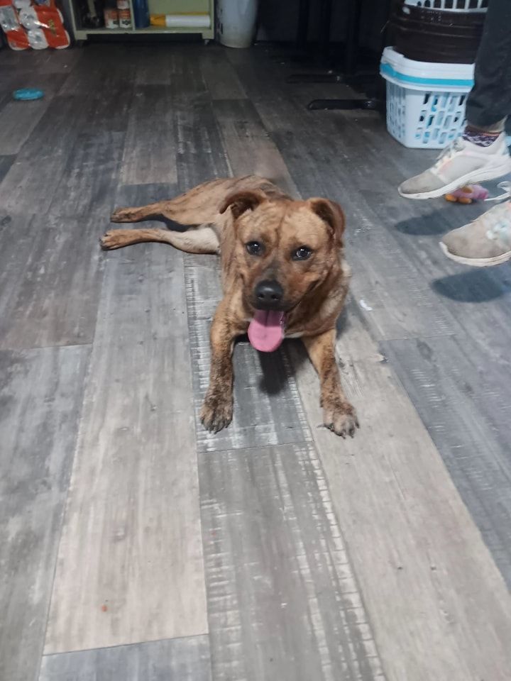 Enlarge Ginger, a Adoptable mixed breed in Attica, IN image 2/5