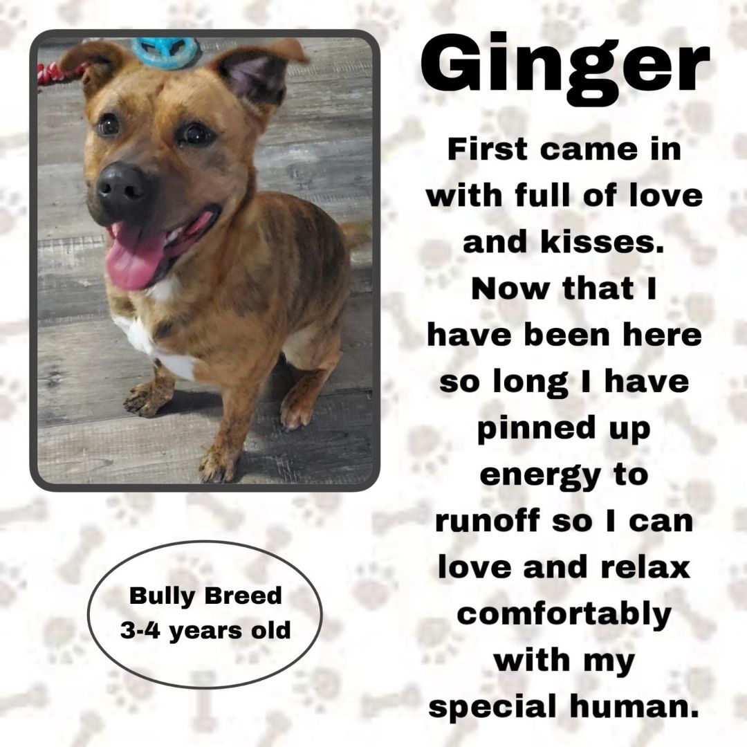 Enlarge Ginger, a Adoptable mixed breed in Attica, IN image 3/5