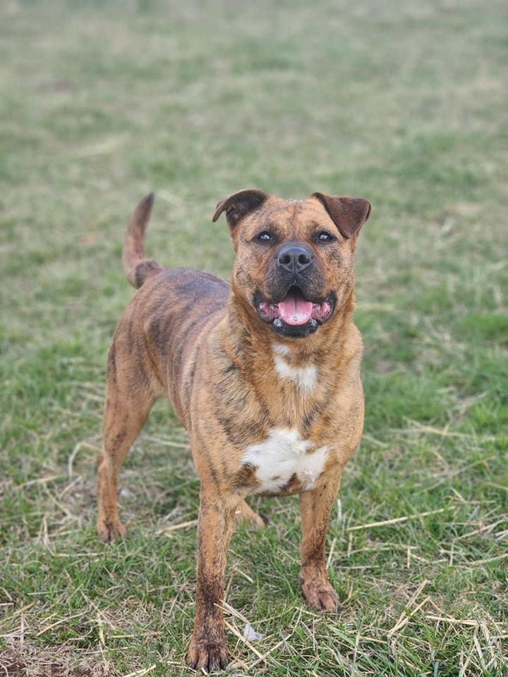 Enlarge Ginger, a Adoptable mixed breed in Attica, IN image 5/5