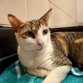 Enlarge Linda - Meet Our Beachside Beauty — Ready for Her Forever Home!, a Adoptable Domestic Short Hair in San Juan, PR image 4/6