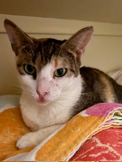 Enlarge Linda - Meet Our Beachside Beauty — Ready for Her Forever Home!, a Adoptable Domestic Short Hair in San Juan, PR image 2/6