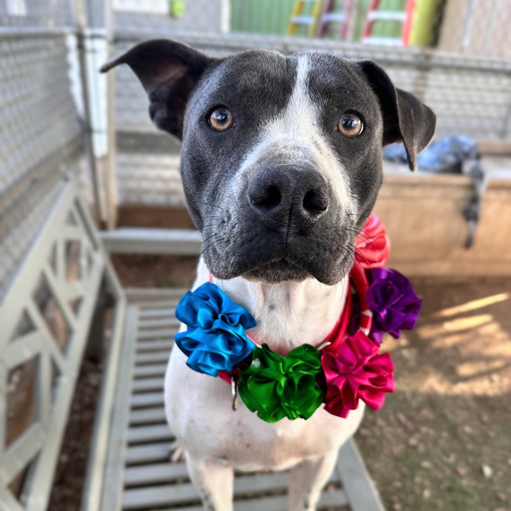 Lillian, a Adoptable mixed breed in Austin, TX image 1/6