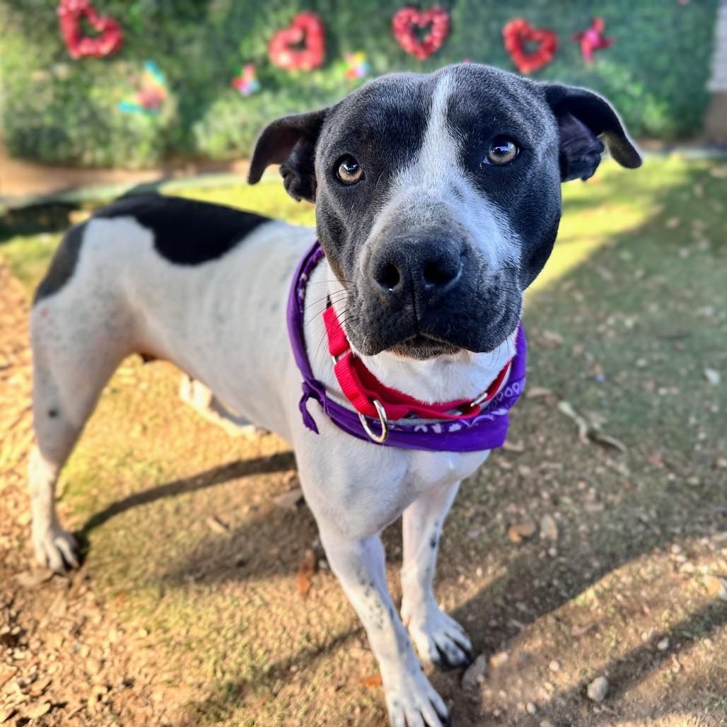 Lillian, a Adoptable mixed breed in Austin, TX image 2/6