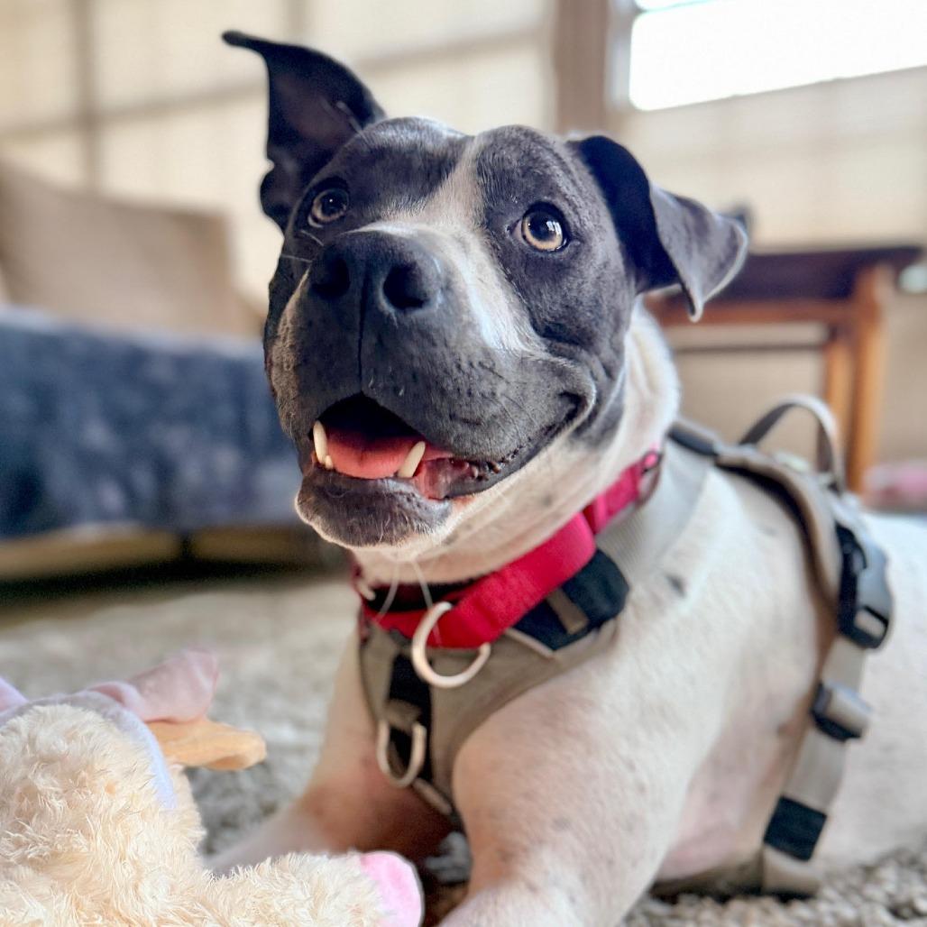 Lillian, a Adoptable mixed breed in Austin, TX image 3/6
