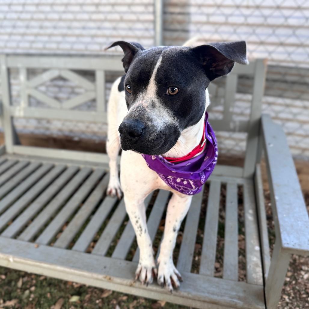 Lillian, a Adoptable mixed breed in Austin, TX image 4/6