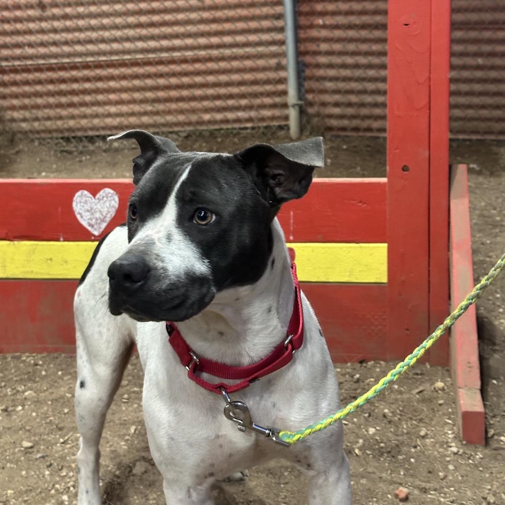 Lillian, a Adoptable mixed breed in Austin, TX image 5/6