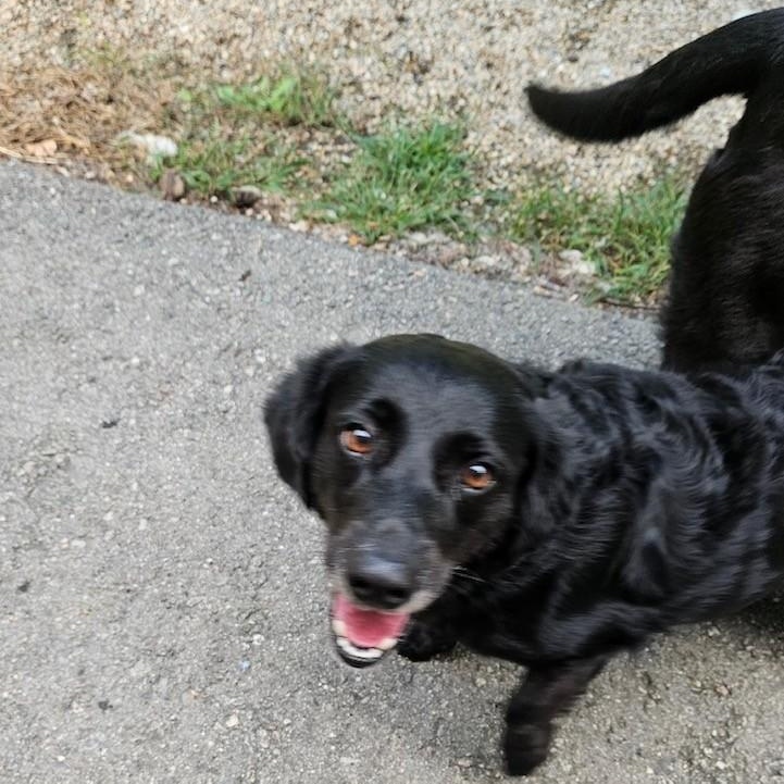 Enlarge Lyla and Raven, a Adopted mixed breed in Windsor, CT image 2/3