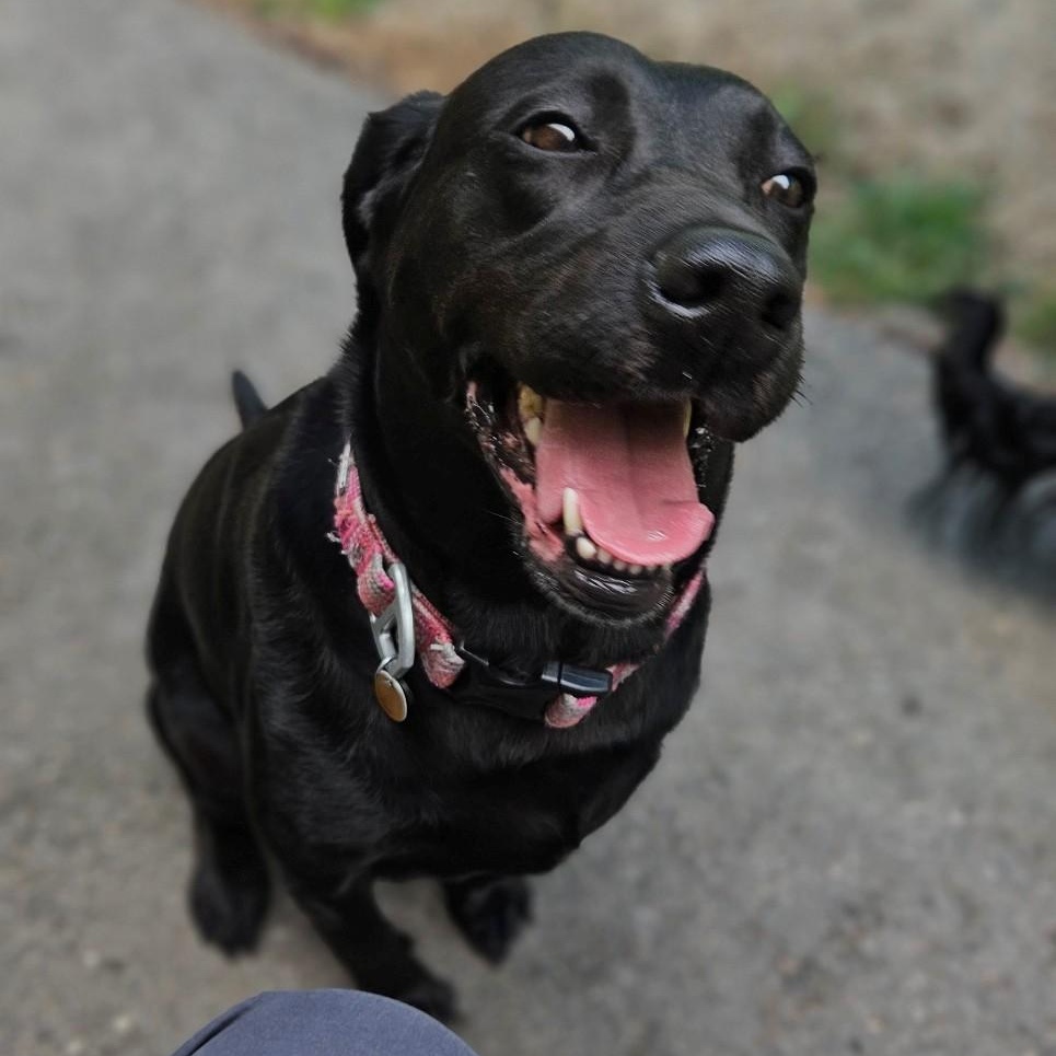 Enlarge Lyla and Raven, a Adopted mixed breed in Windsor, CT image 3/3