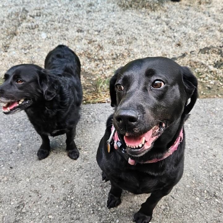 Enlarge Lyla and Raven, a Adopted mixed breed in Windsor, CT image 1/3