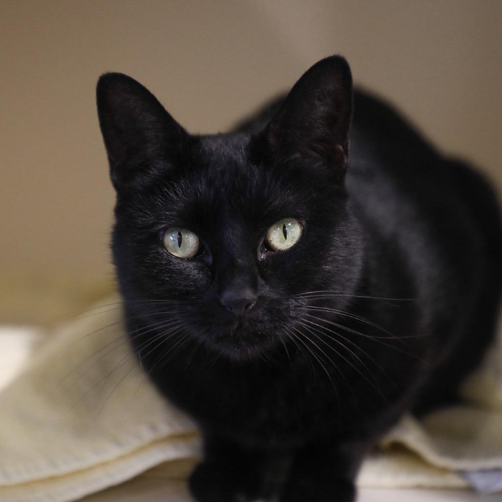 Enlarge Amelia, a Adoptable mixed breed image 2/4