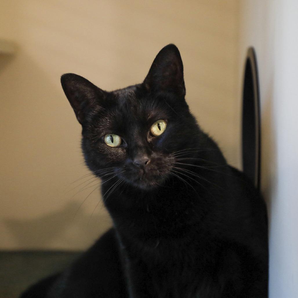 Enlarge Amelia, a Adoptable mixed breed image 3/4