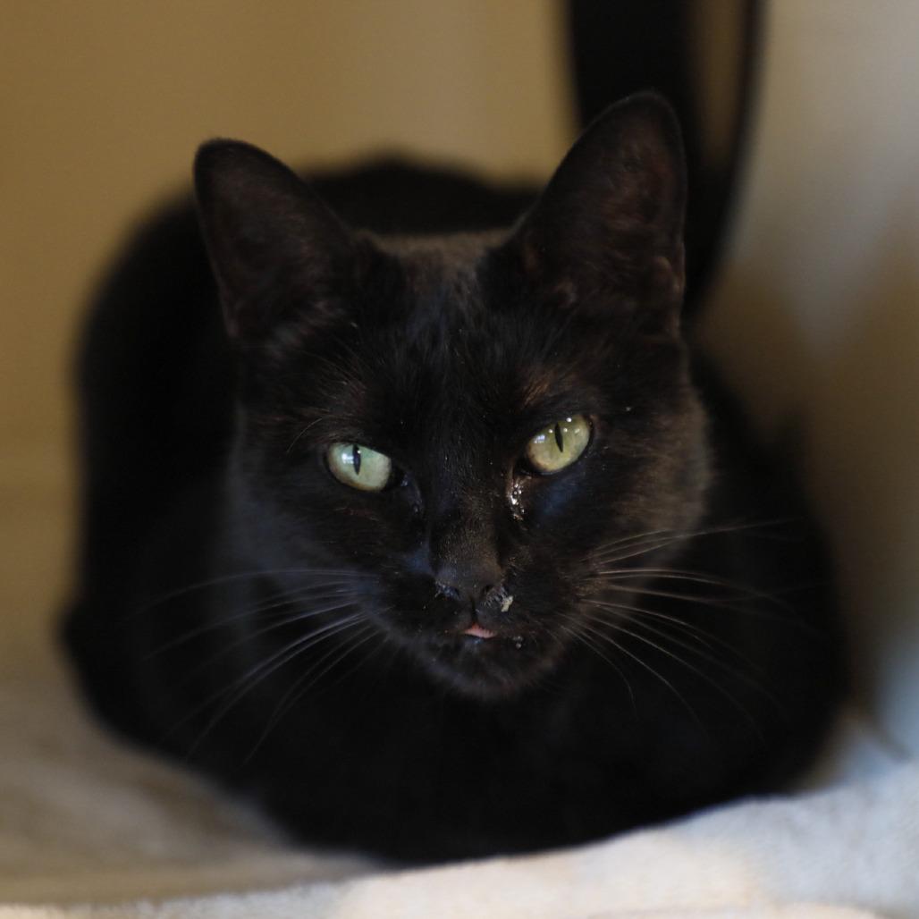 Enlarge Amelia, a Adoptable mixed breed image 4/4