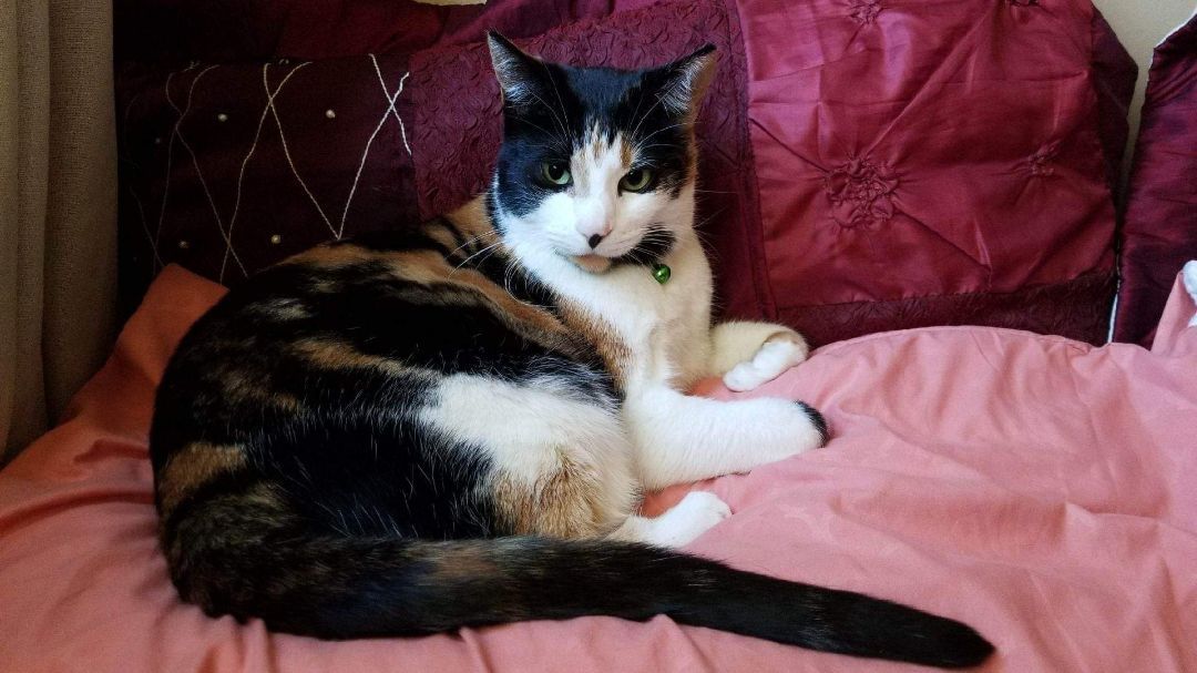 Belle, Adoptable, Senior Female American Shorthair & Domestic Short Hair.