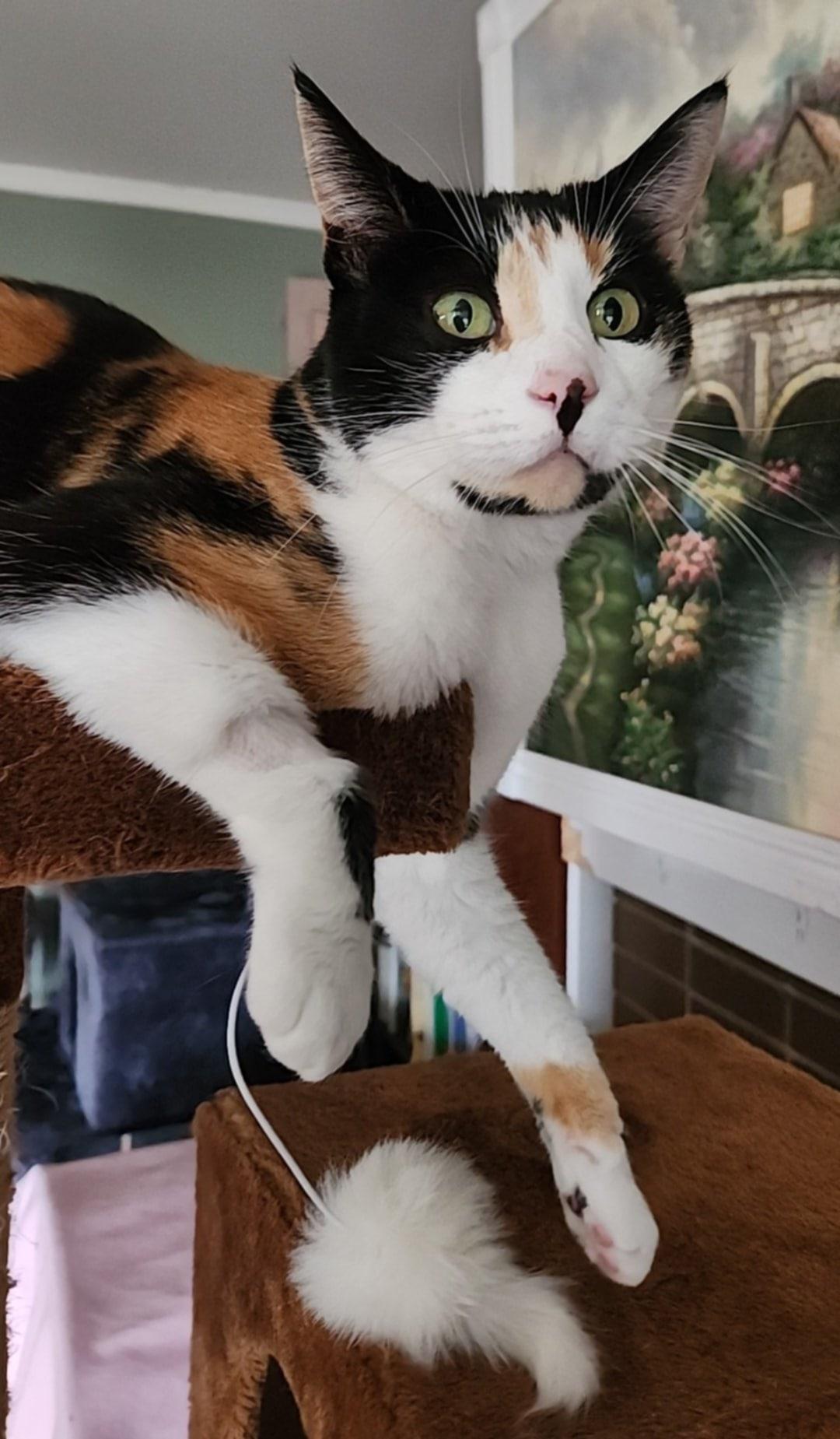 Belle, an adoptable American Shorthair, Domestic Short Hair in San Jose, CA, 95128 | Photo Image 5