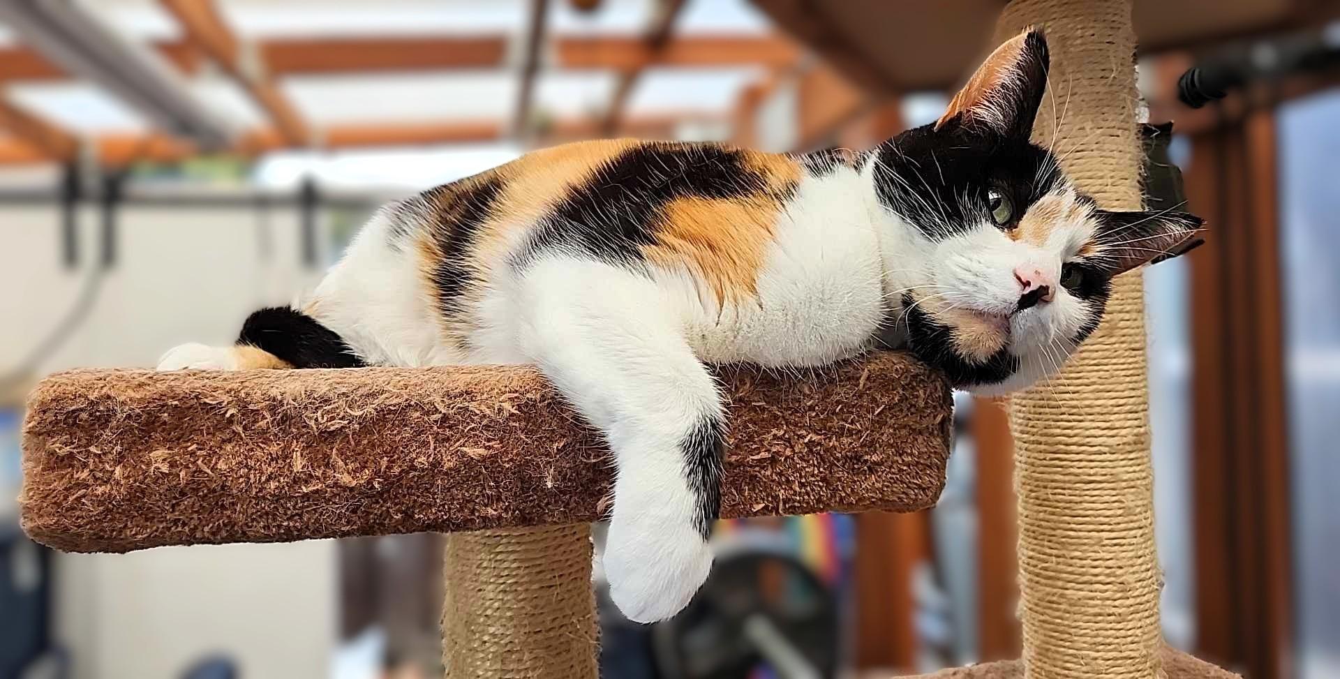 Belle, a Adoptable mixed breed in San Jose, CA image 4/6