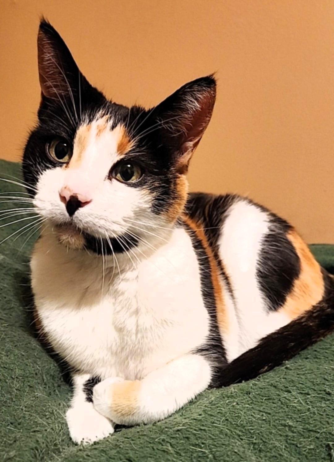 Belle, an adoptable American Shorthair, Domestic Short Hair in San Jose, CA, 95128 | Photo Image 2