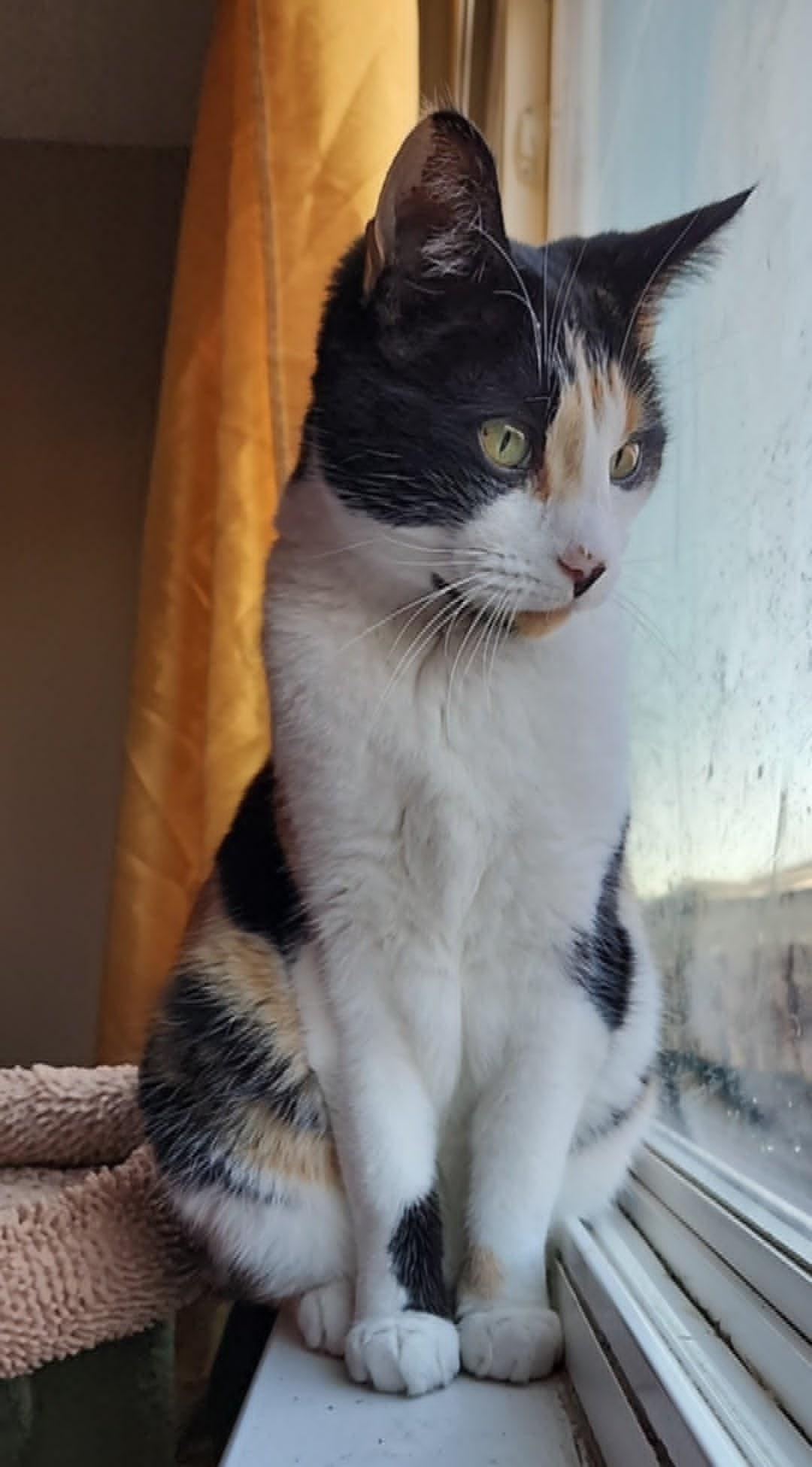 Belle, a Adoptable mixed breed in San Jose, CA image 5/6