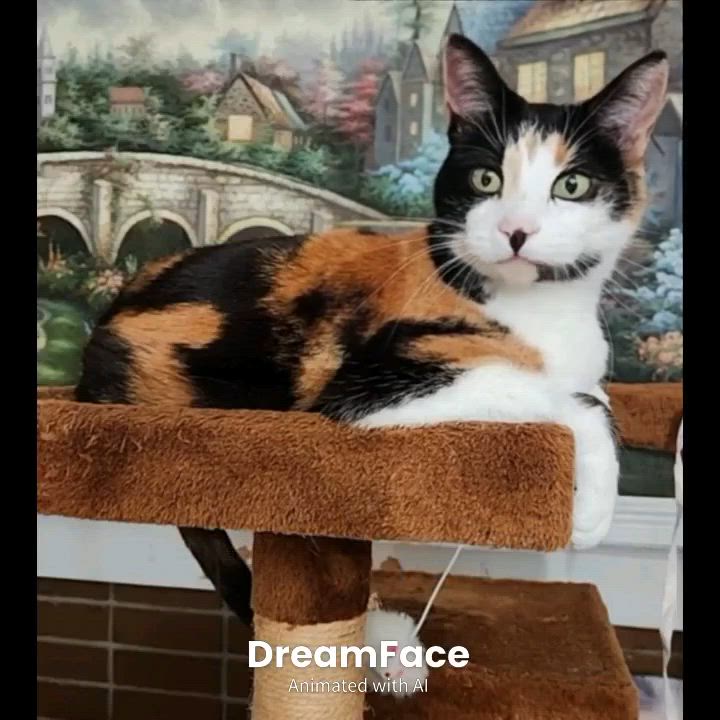 Enlarge Belle, a Adoptable mixed breed in San Jose, CA video 2/6