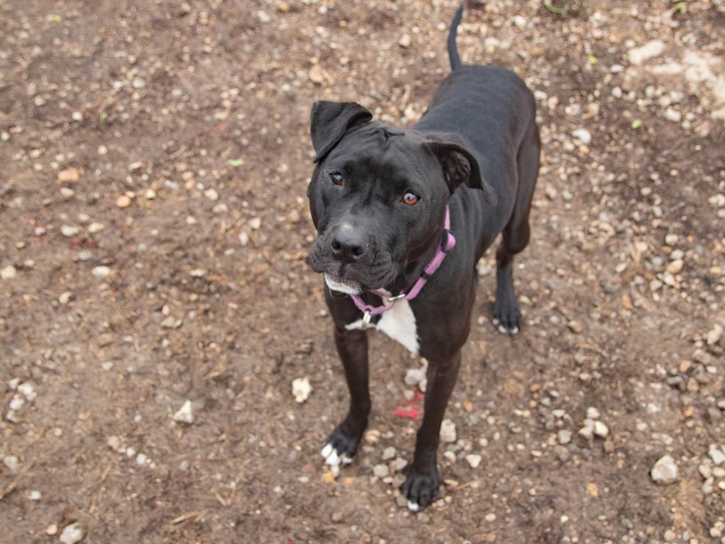 Enlarge Minnie, a Adoptable mixed breed in Lansing, KS image 1/4