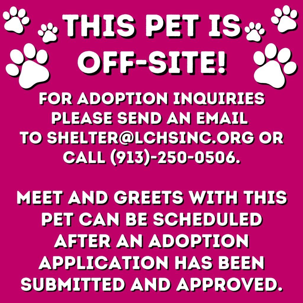 Minnie, a Adoptable Pit Bull Terrier in Lansing, KS image 2/4