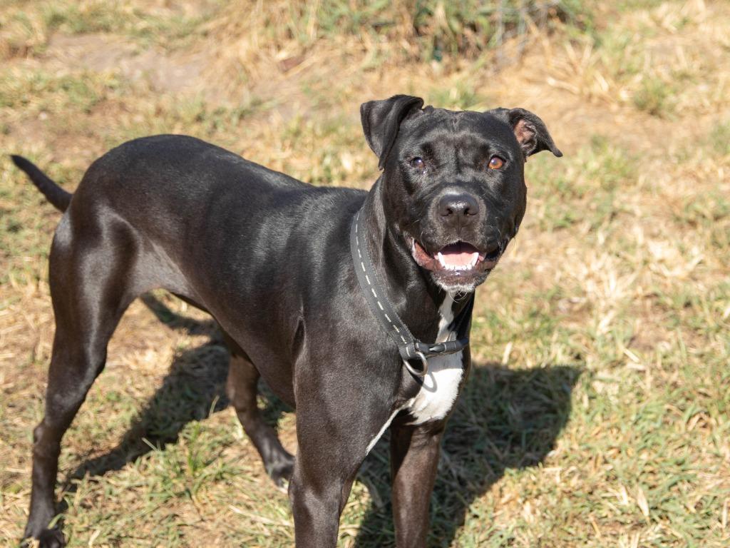 Minnie, a Adoptable Pit Bull Terrier in Lansing, KS image 3/4