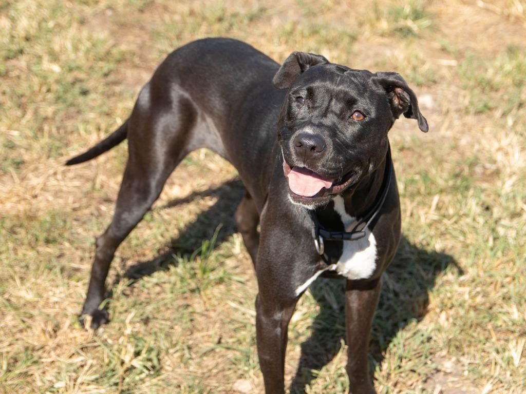 Minnie, a Adoptable Pit Bull Terrier in Lansing, KS image 4/4