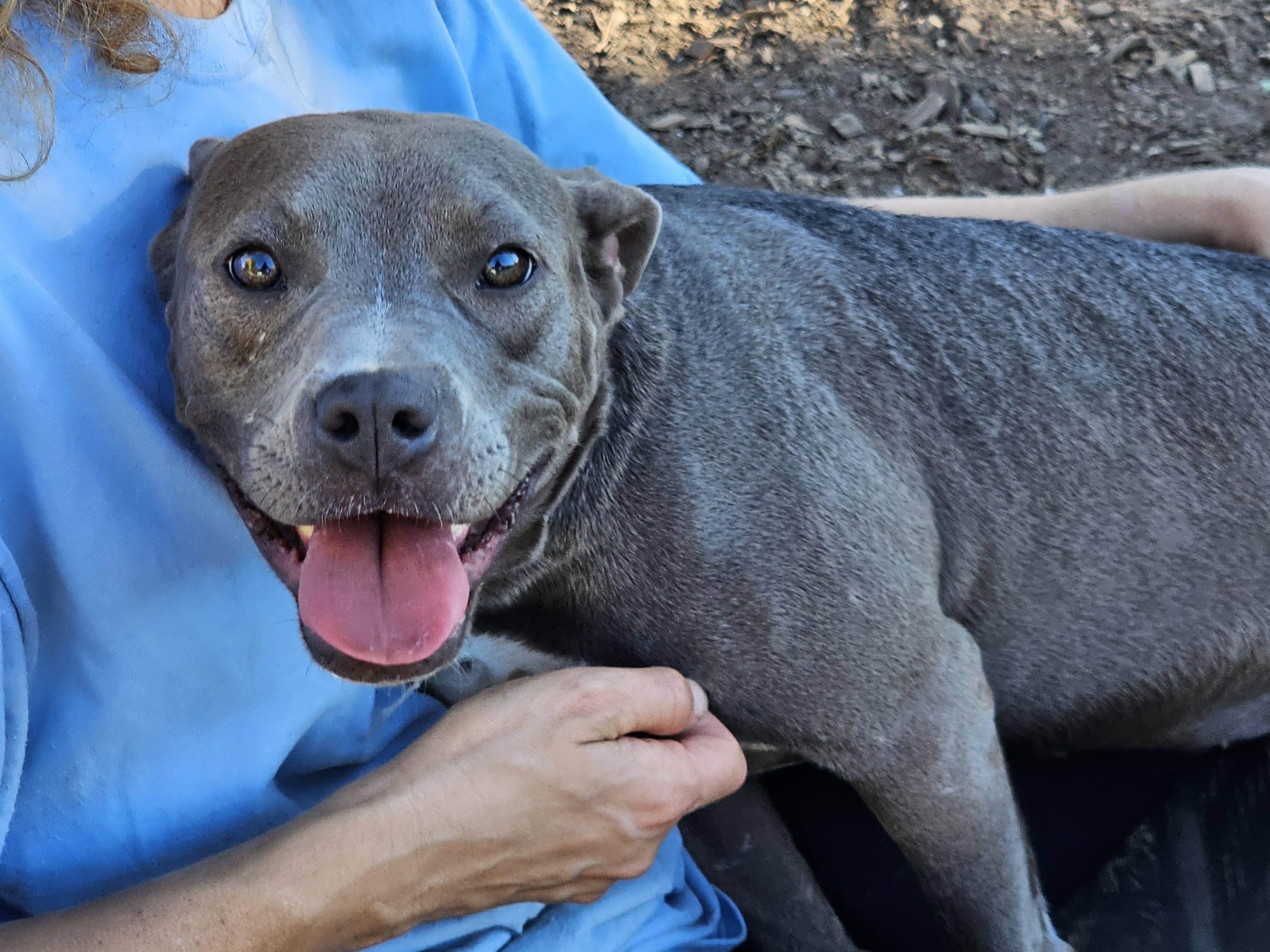 Cassie (Violet), a Adoptable mixed breed in Ringwood, NJ image 2/6
