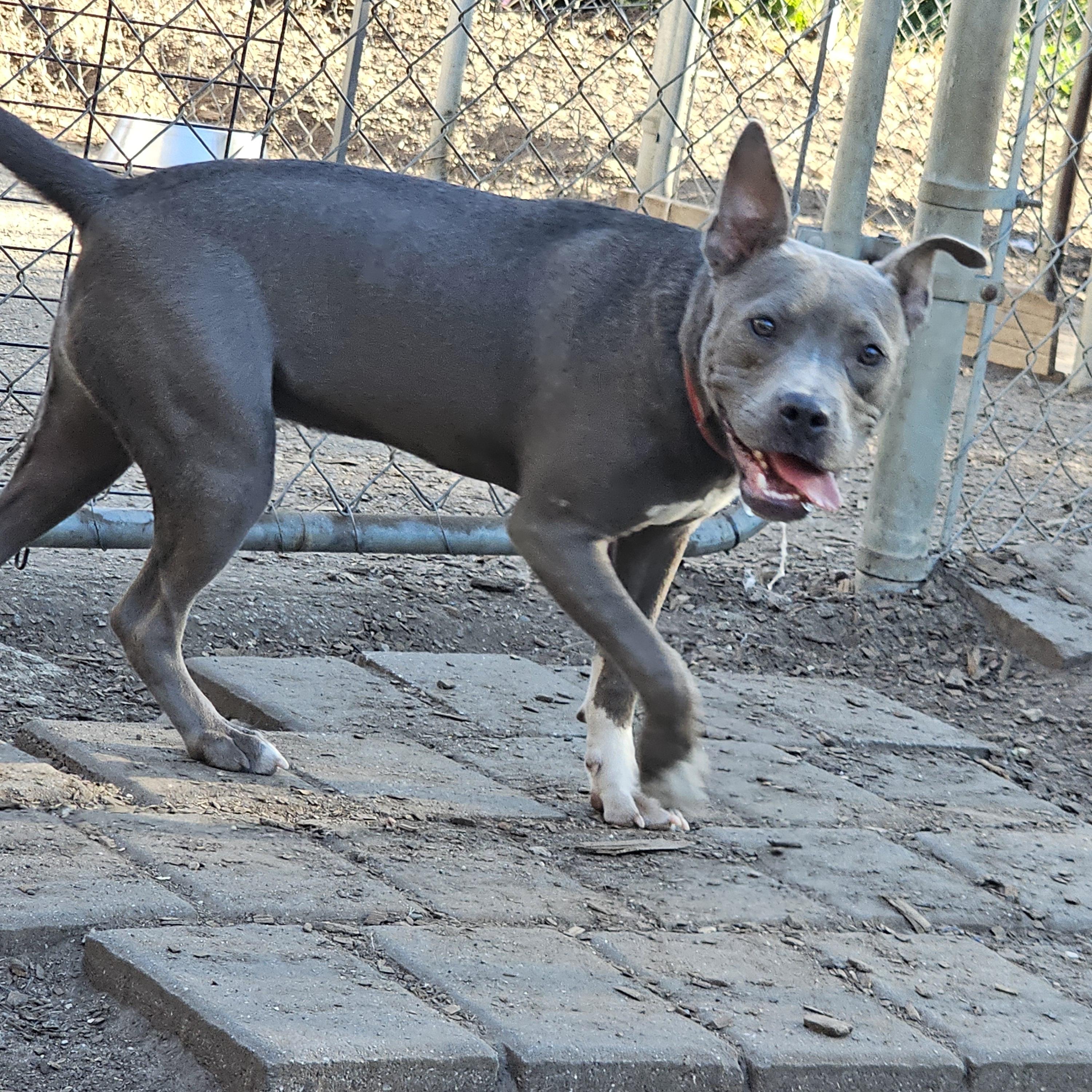 Cassie (Violet), a Adoptable mixed breed in Ringwood, NJ image 4/6