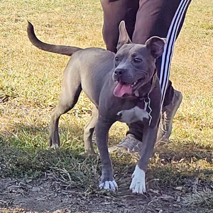 Cassie (Violet), a Adoptable mixed breed in Ringwood, NJ image 1/6