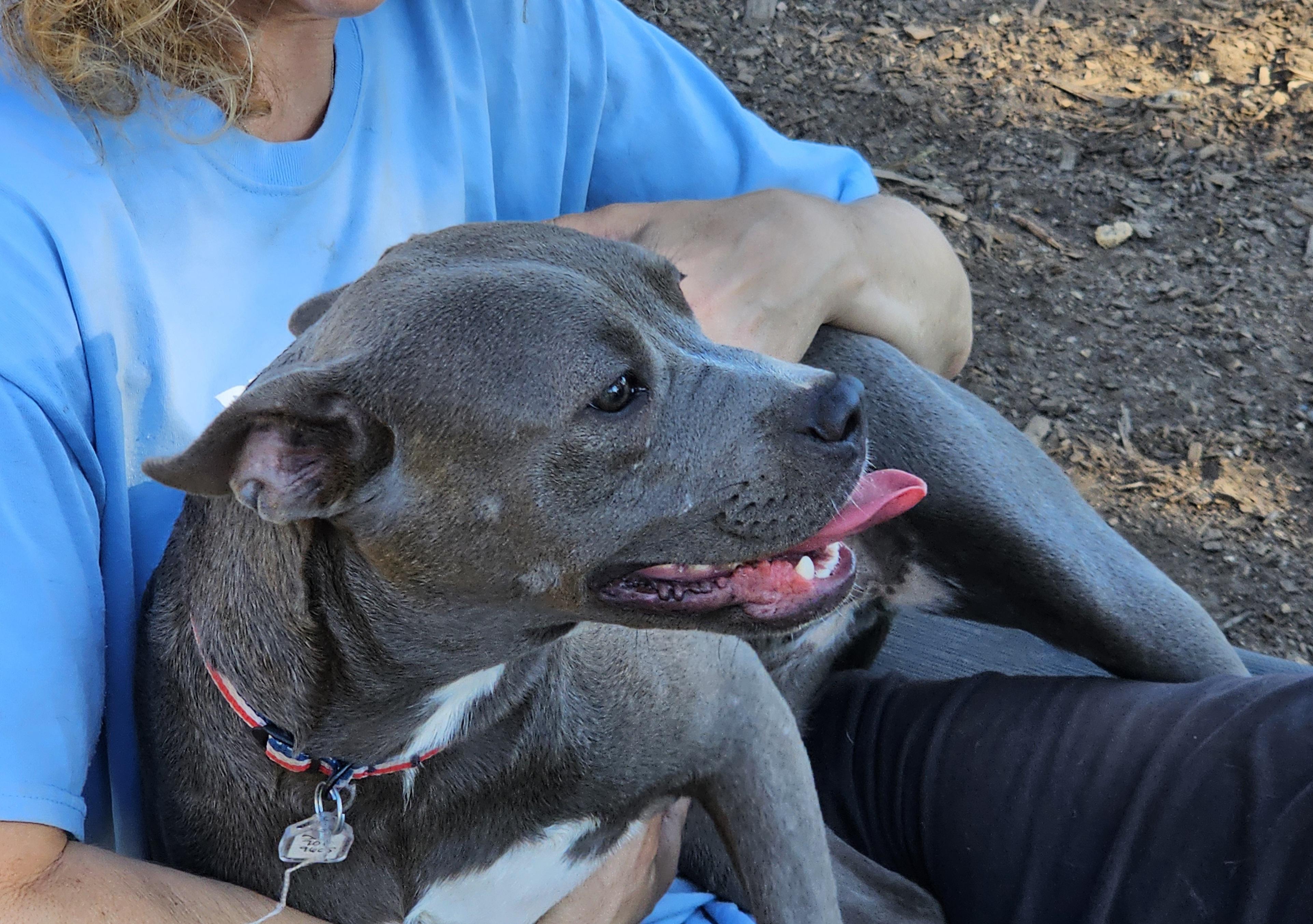 Cassie (Violet), a Adoptable mixed breed in Ringwood, NJ image 3/6