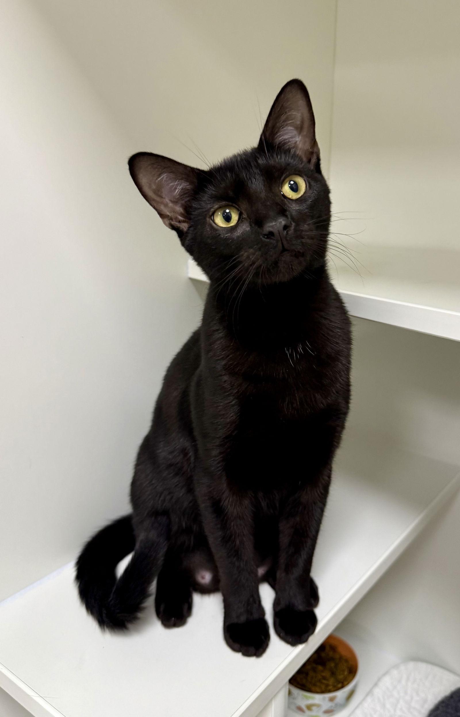 Jaswant, Adopted, Young Female Domestic Short Hair.