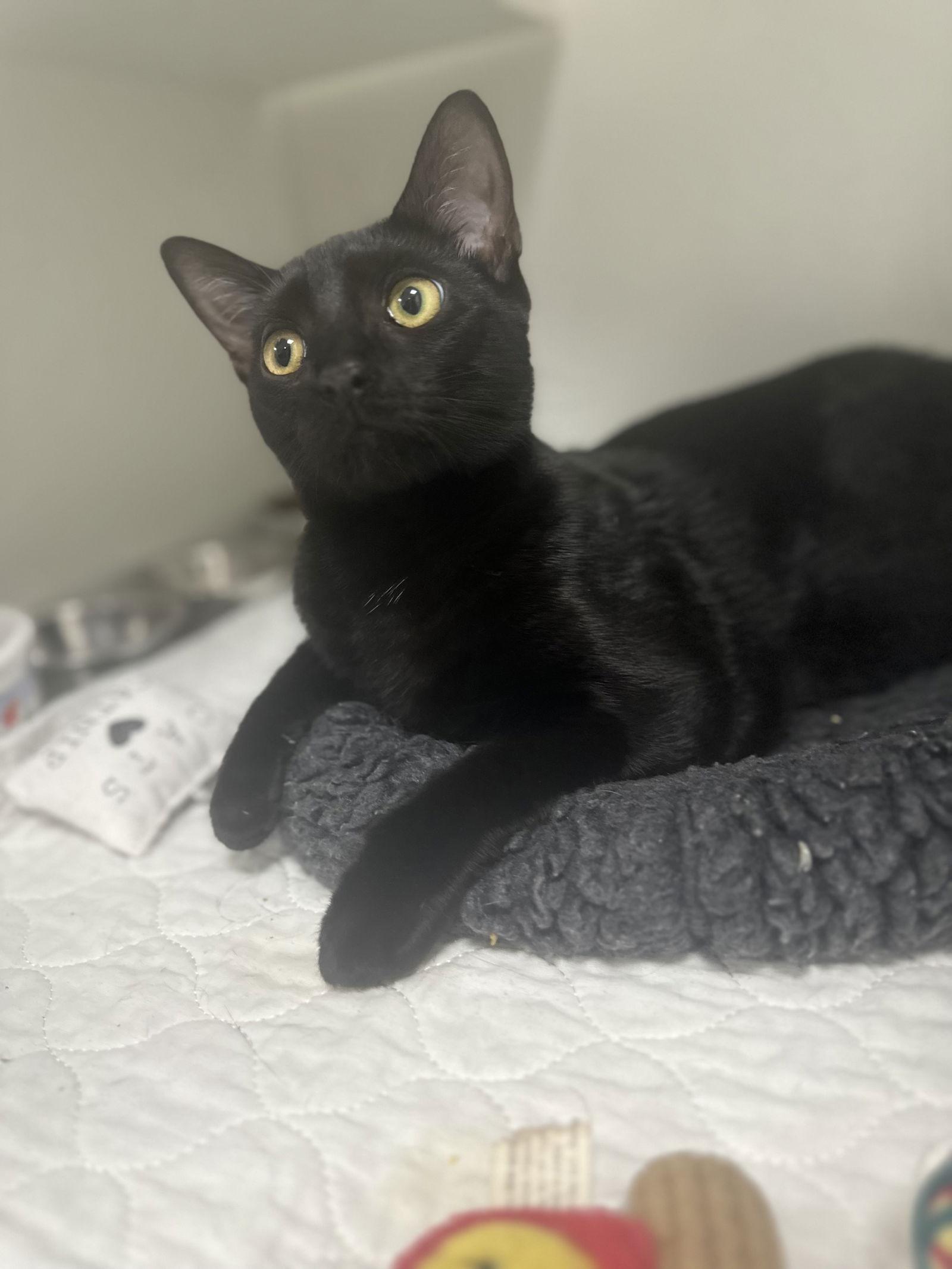 Enlarge Jaswant, a Adopted Domestic Short Hair in Satellite Beach, FL image 2/3