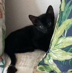 Enlarge Jaswant, a Adopted Domestic Short Hair in Satellite Beach, FL image 3/3
