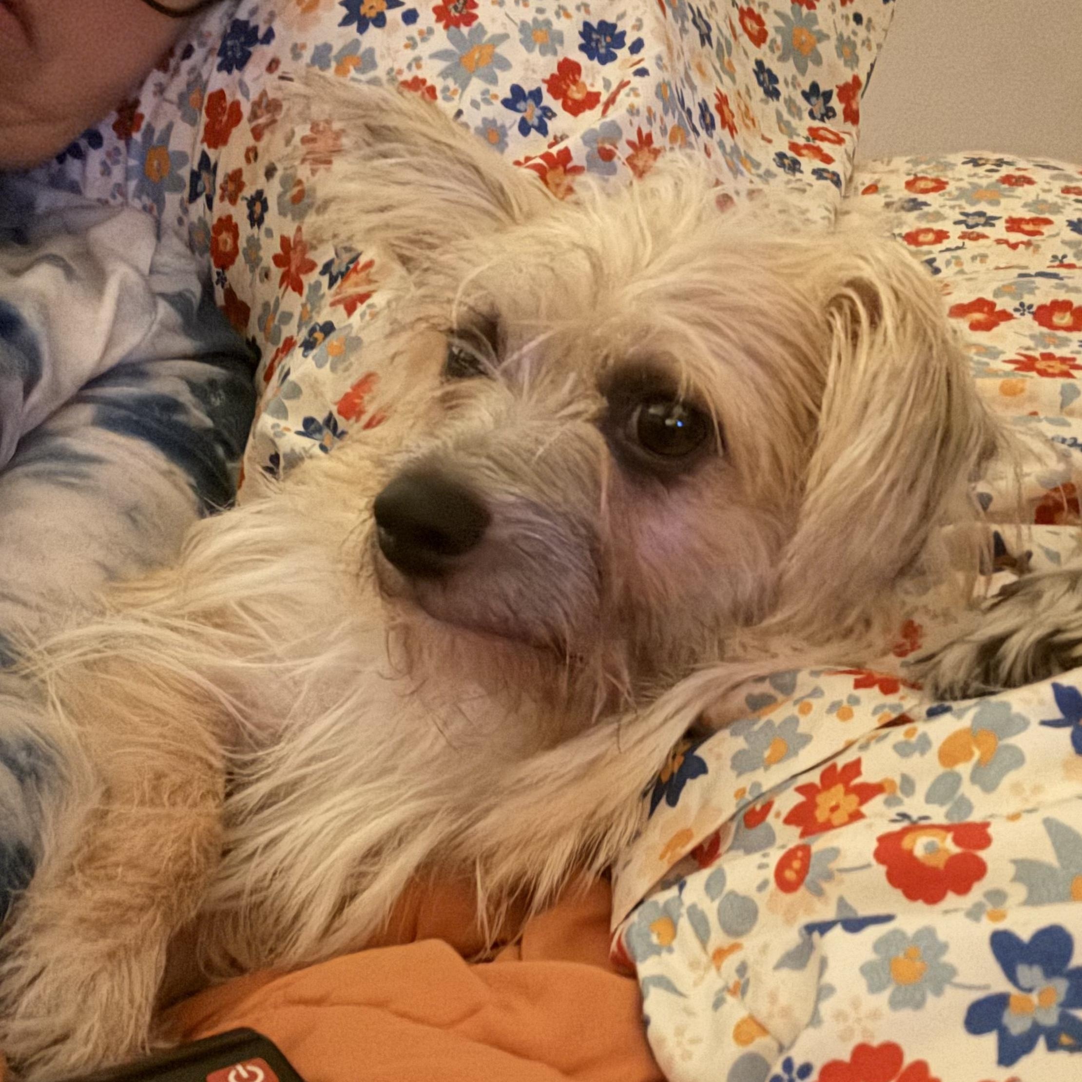 Lulu, ADOPTABLE, Adult Female Silky Terrier.