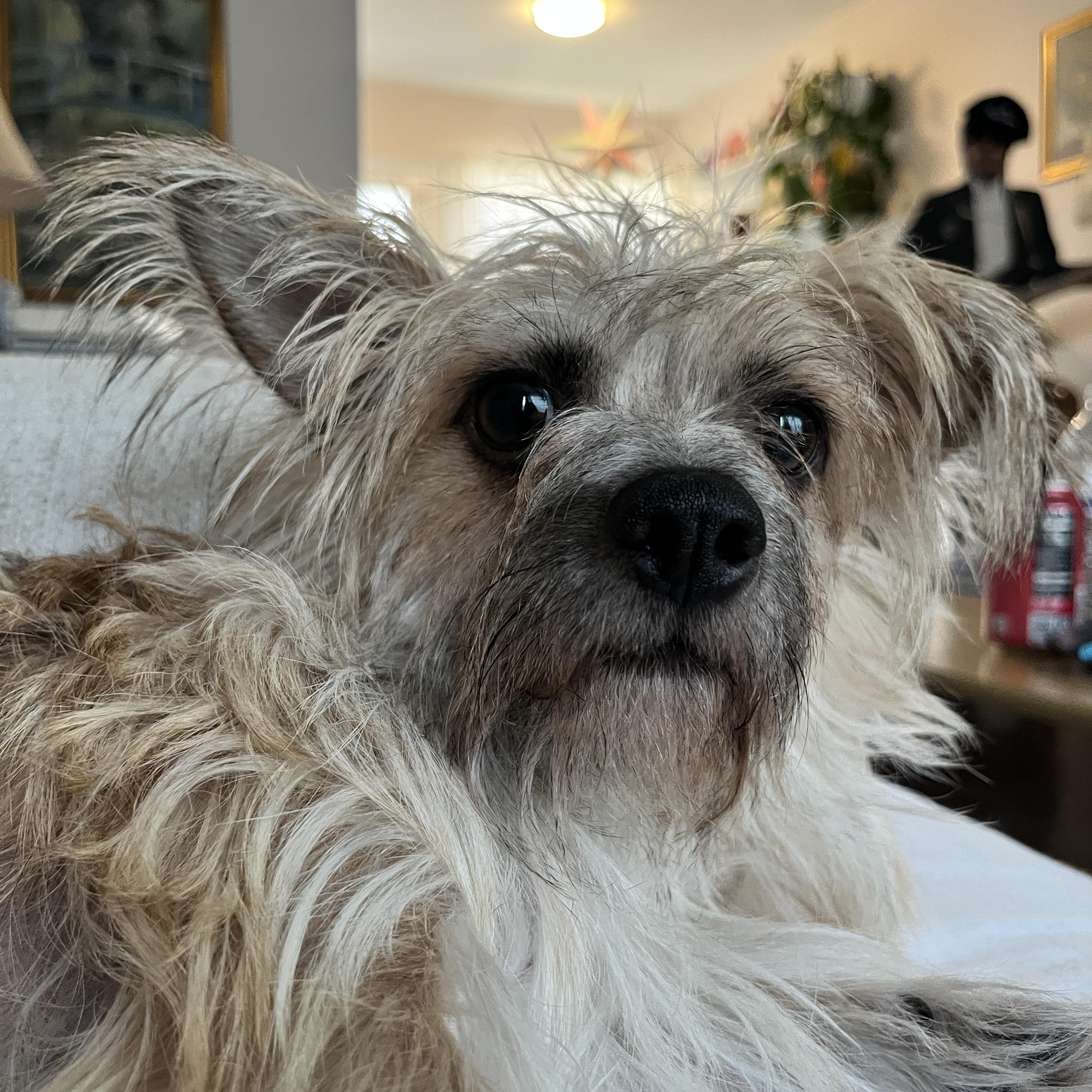 Enlarge Lulu, a ADOPTABLE mixed breed in Los Angeles, CA image 3/4