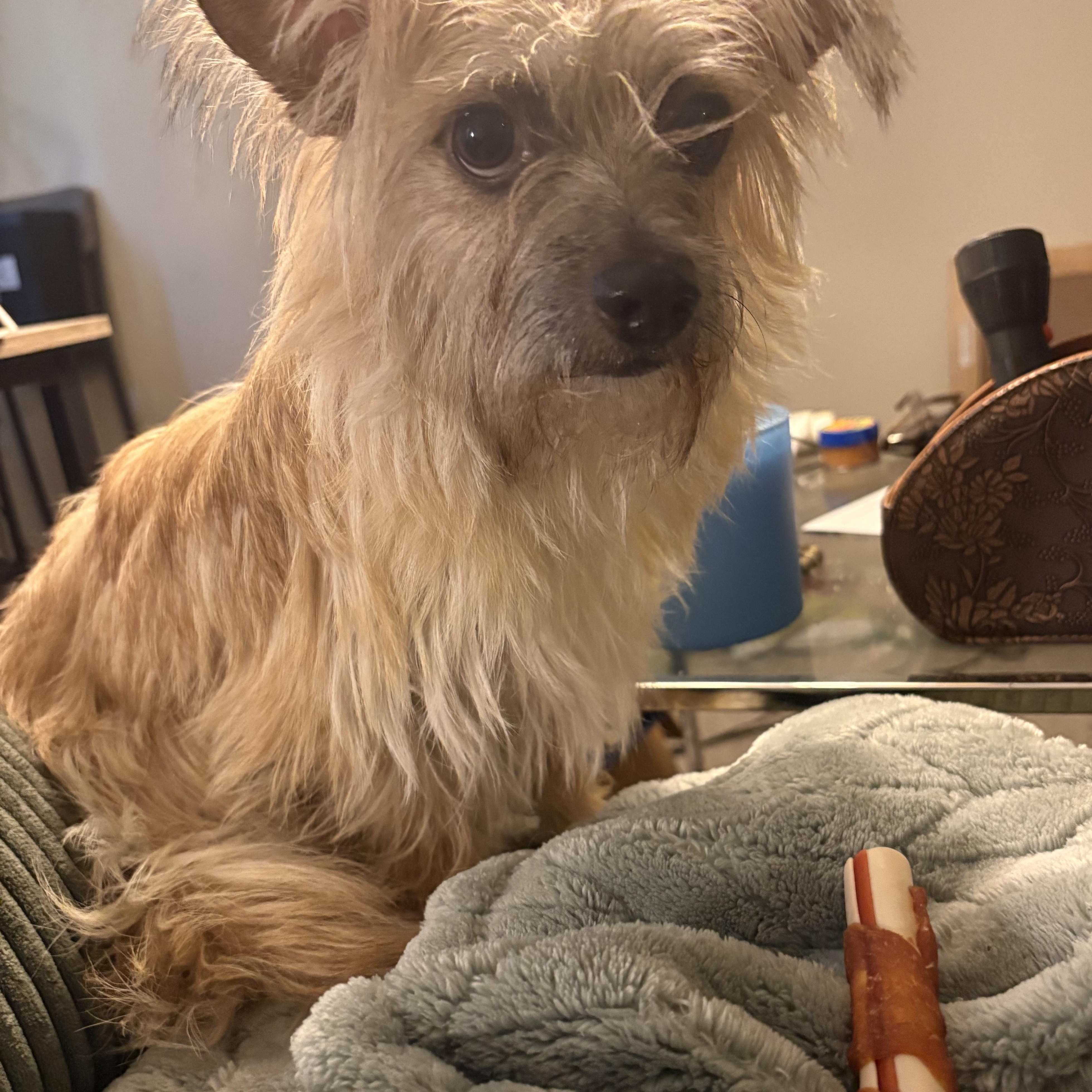 Enlarge Lulu, a ADOPTABLE mixed breed in Los Angeles, CA image 2/4