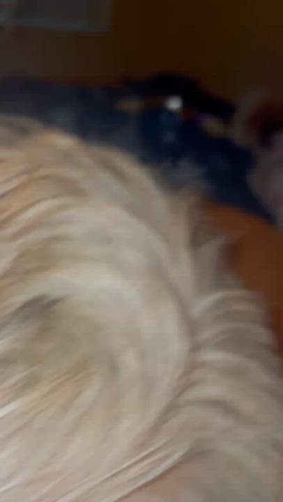 Enlarge Lulu, a ADOPTABLE mixed breed in Los Angeles, CA video 4/4