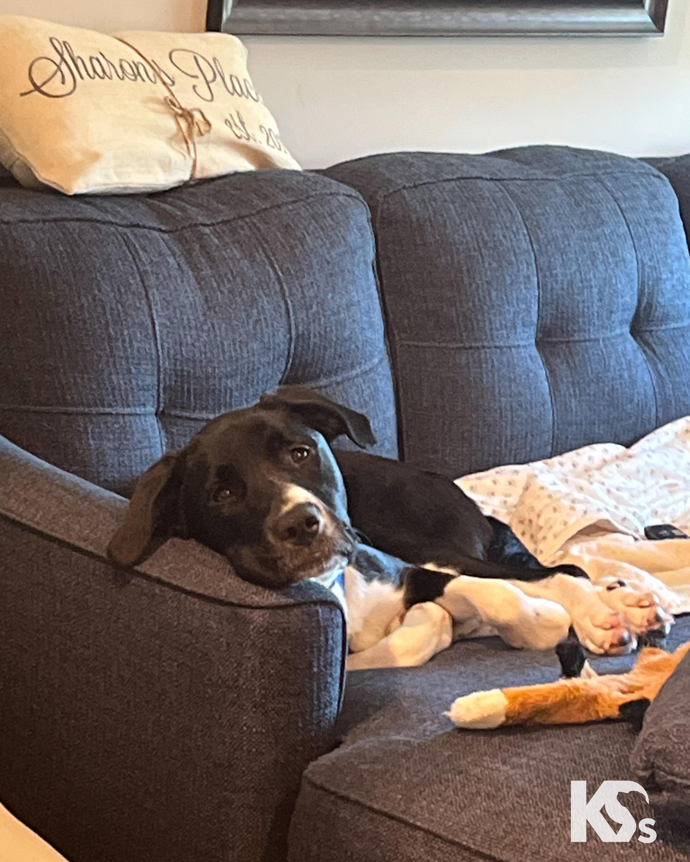 Enlarge Zoomie, a ADOPTABLE mixed breed in Ponte Vedra, FL image 6/6