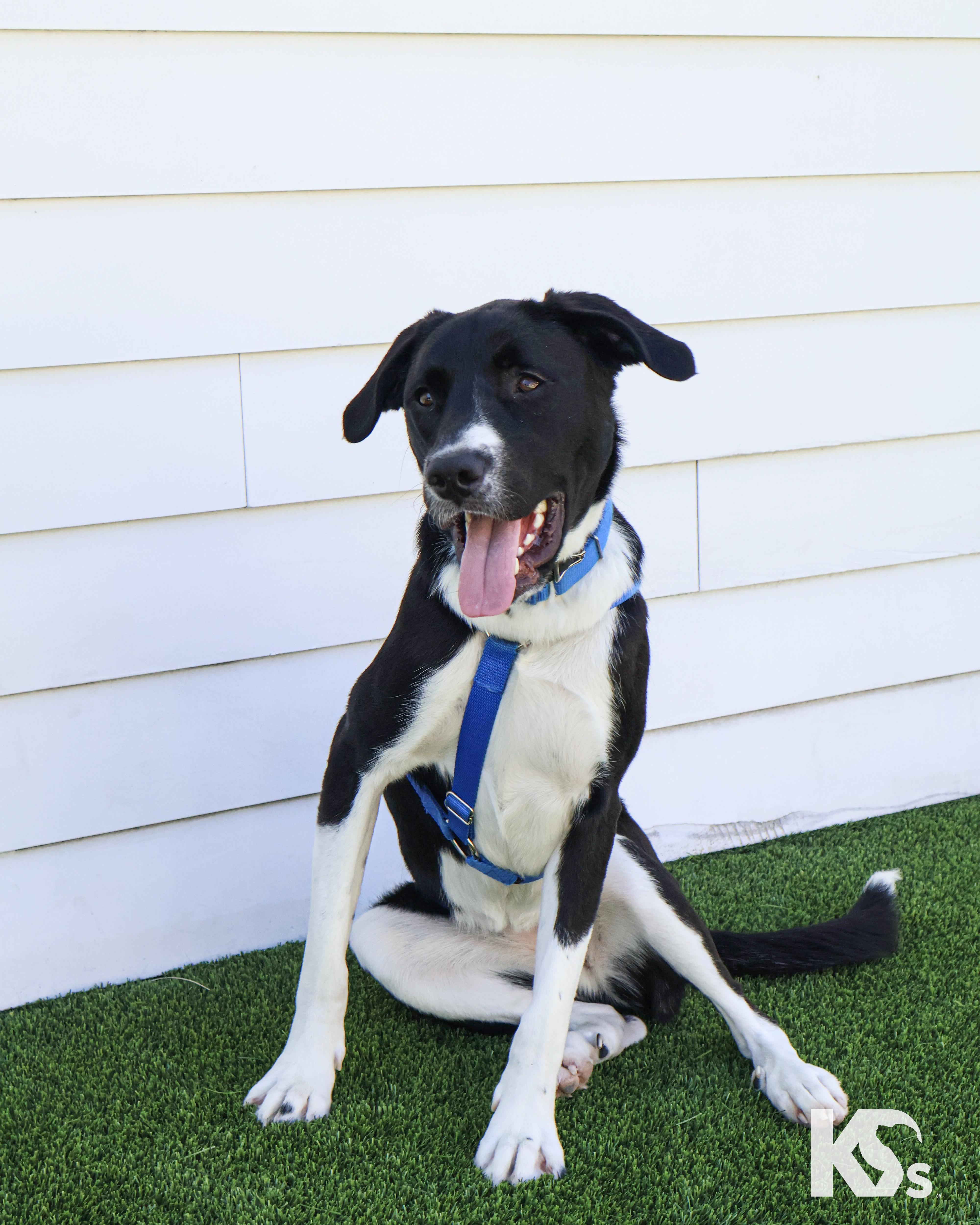 Zoomie, ADOPTABLE, Young Female Border Collie & English Pointer.