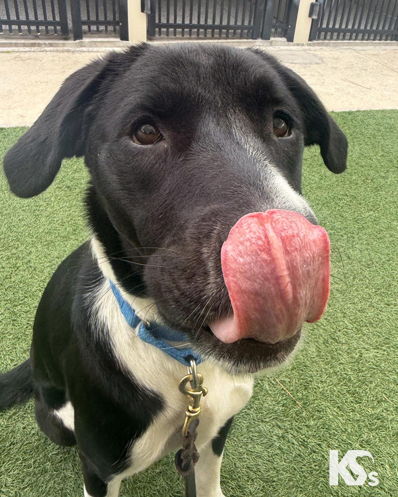 Enlarge Zoomie, a ADOPTABLE mixed breed in Ponte Vedra, FL image 4/6