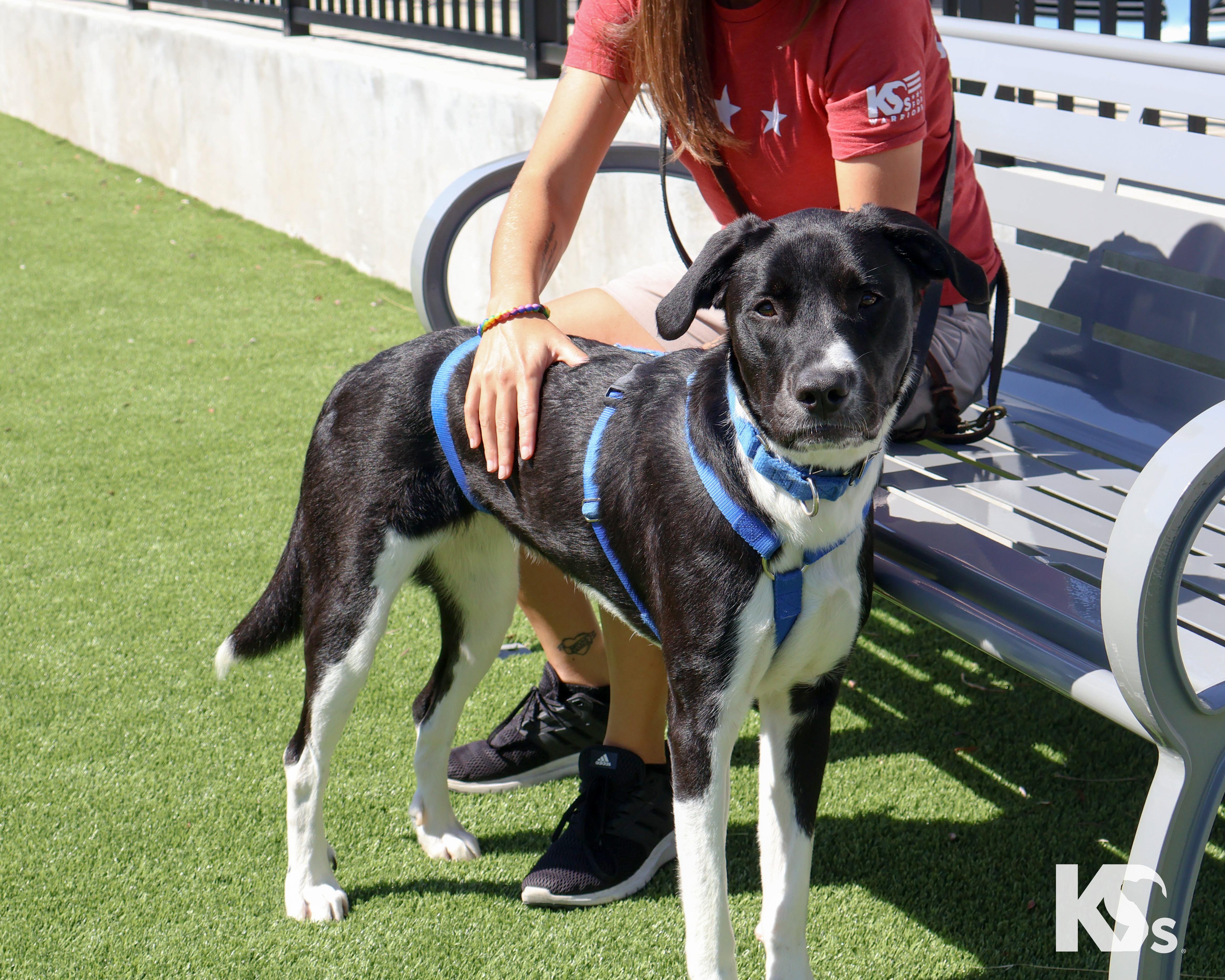 Enlarge Zoomie, a ADOPTABLE mixed breed in Ponte Vedra, FL image 5/6