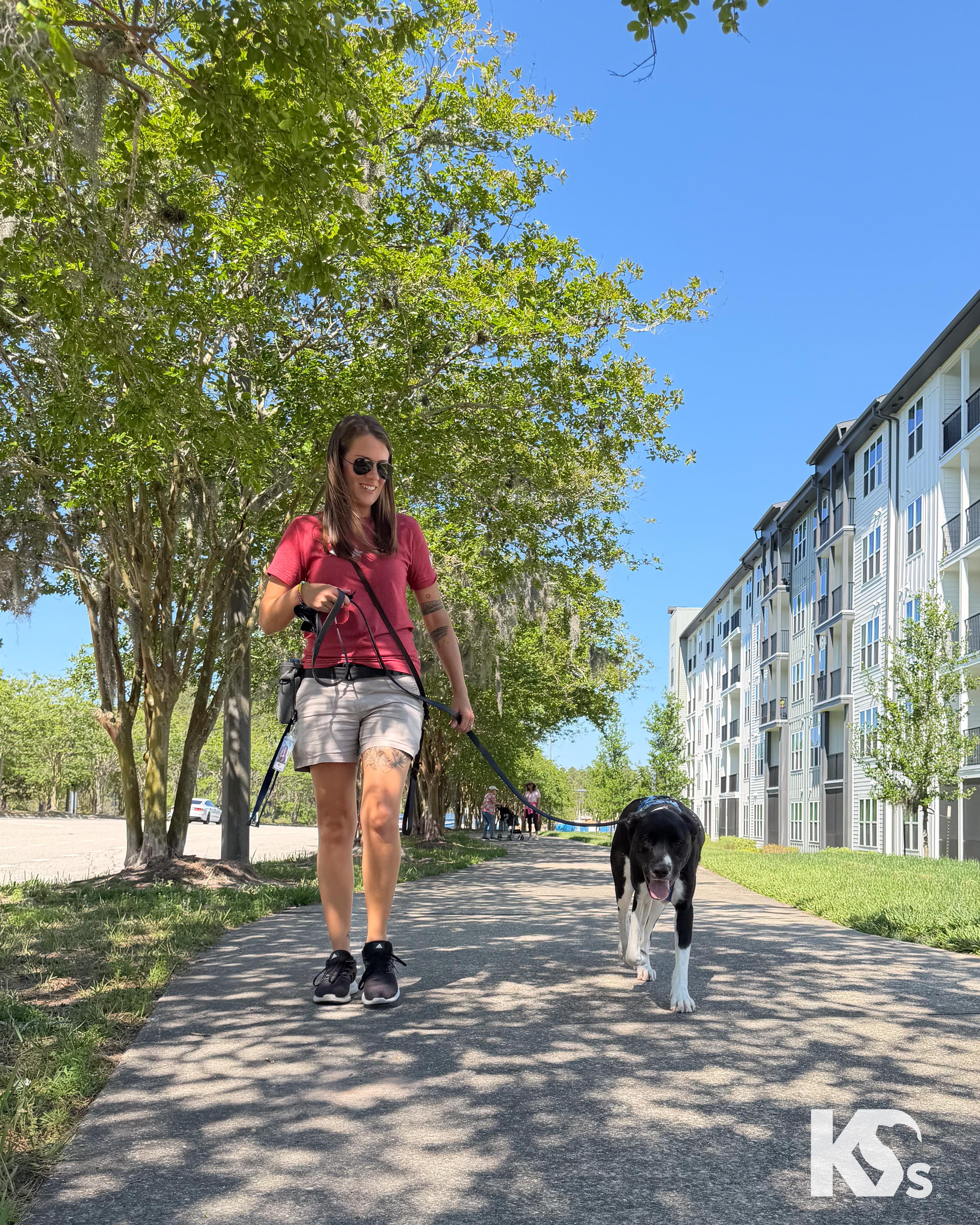 Enlarge Zoomie, a ADOPTABLE mixed breed in Ponte Vedra, FL image 3/6