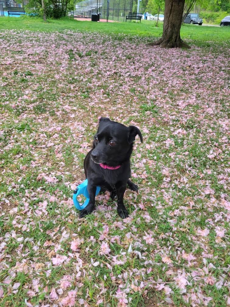 Mocha, a Adopted Schipperke in Tenafly, NJ image 1/2