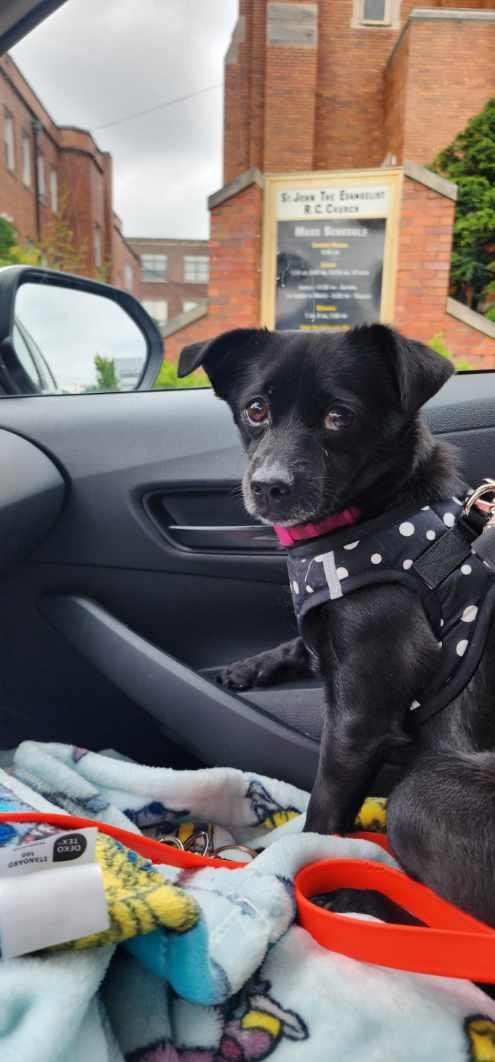 Mocha, a Adopted Schipperke in Tenafly, NJ image 2/2