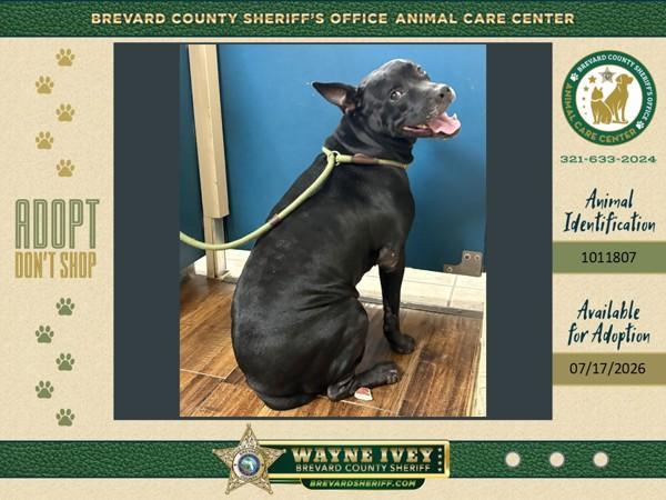 Mishi, Adoptable, Adult Female Mixed Breed.