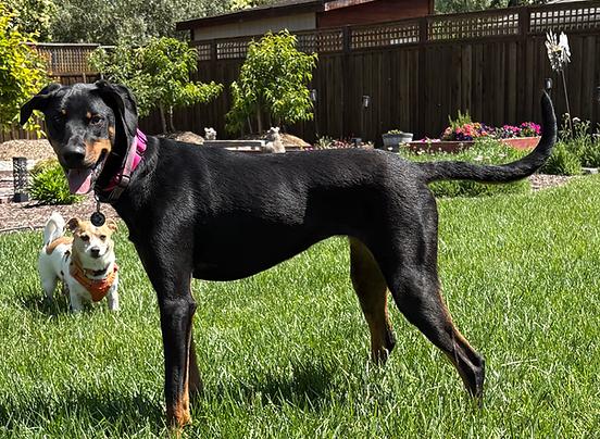 Enlarge Maui, a Adopted Doberman Pinscher in Santa Rosa, CA image 1/1